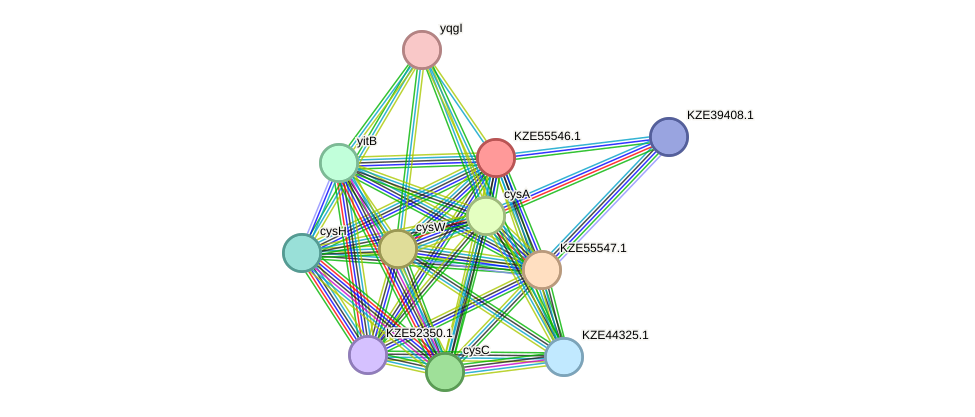 STRING protein interaction network