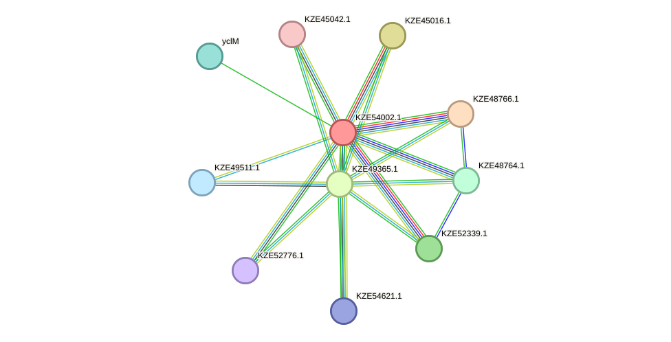 STRING protein interaction network