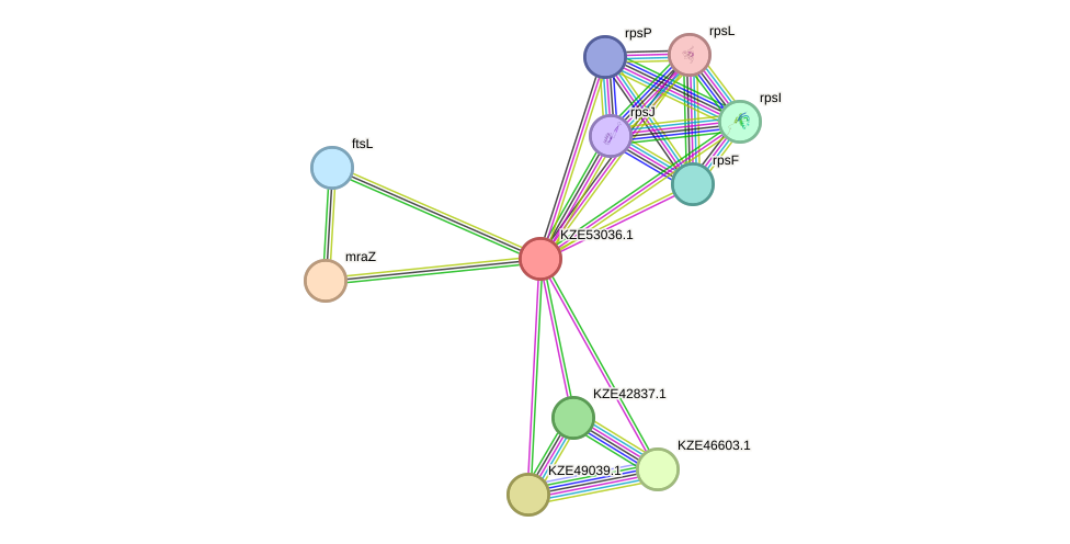 STRING protein interaction network