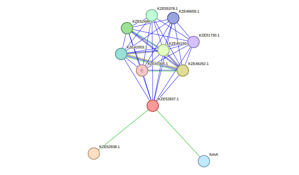 STRING protein interaction network