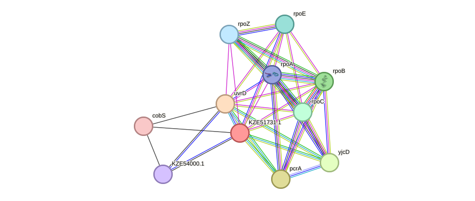 STRING protein interaction network