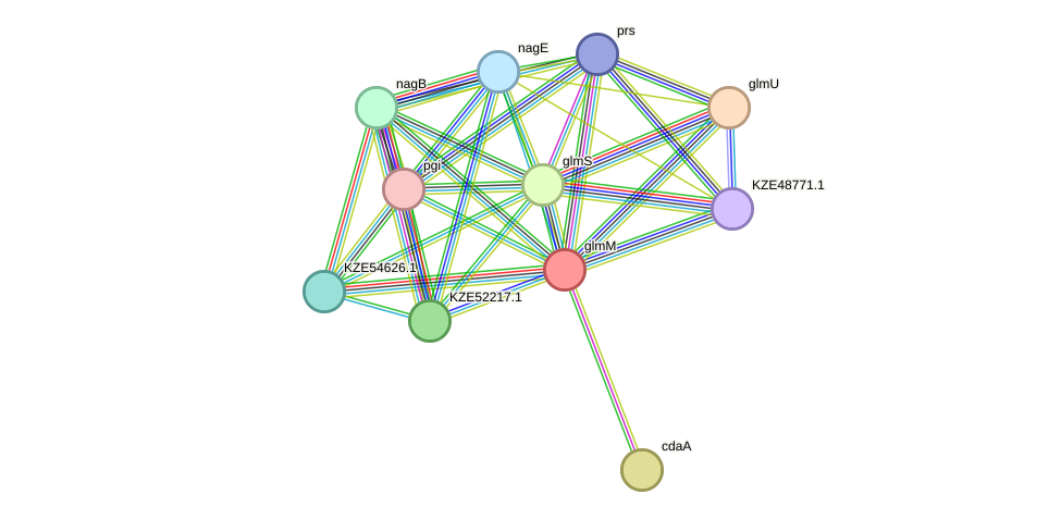 STRING protein interaction network