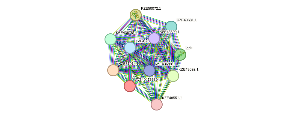 STRING protein interaction network