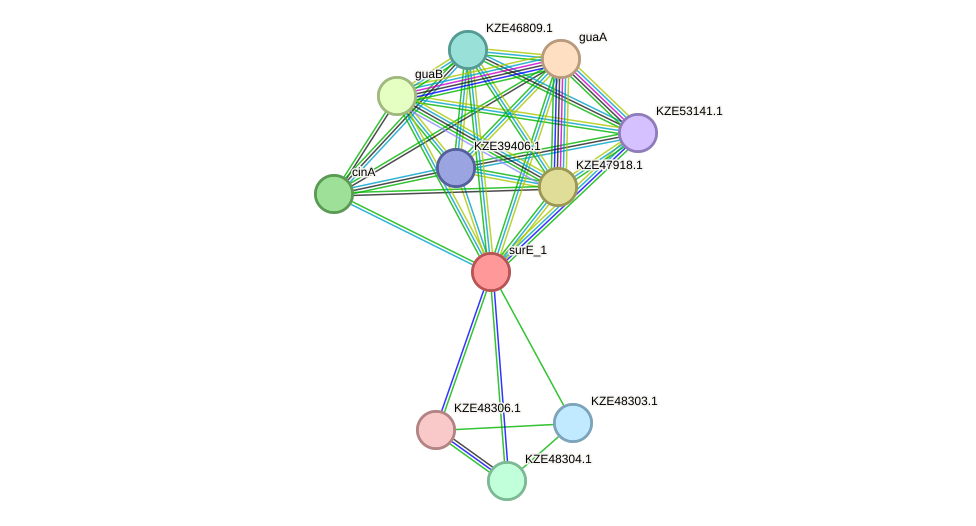 STRING protein interaction network