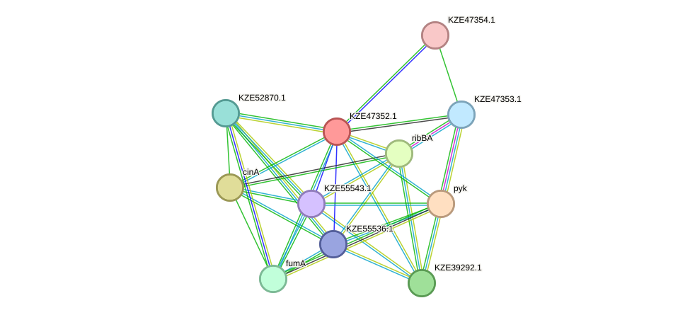 STRING protein interaction network