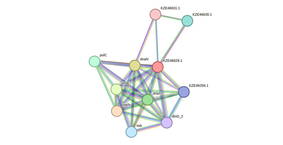 STRING protein interaction network