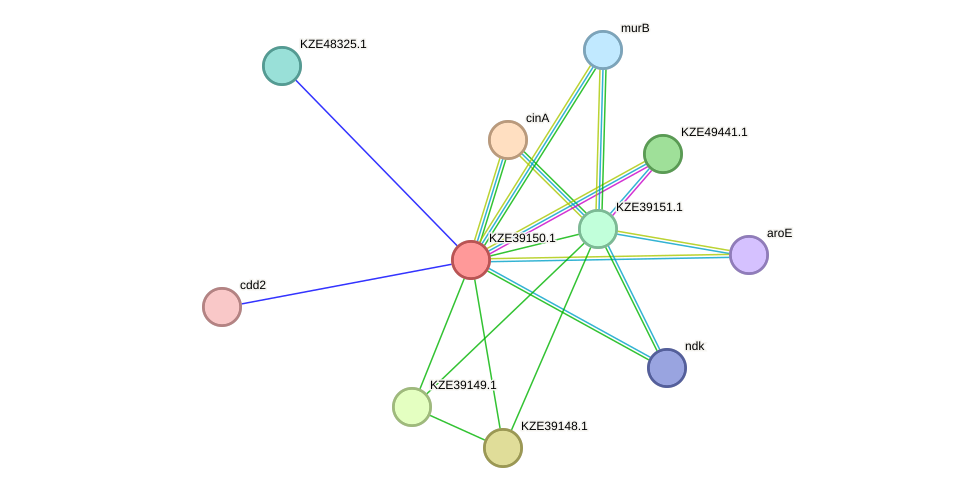 STRING protein interaction network