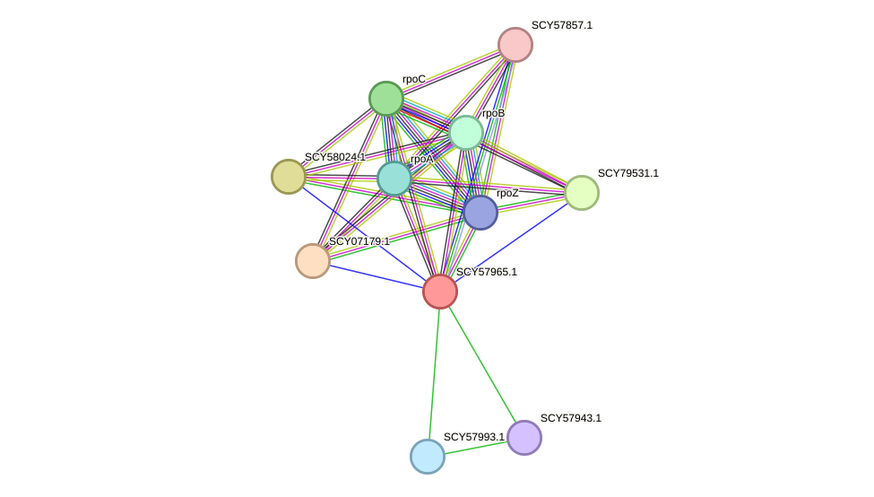 STRING protein interaction network