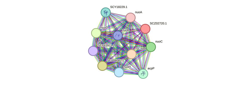 STRING protein interaction network