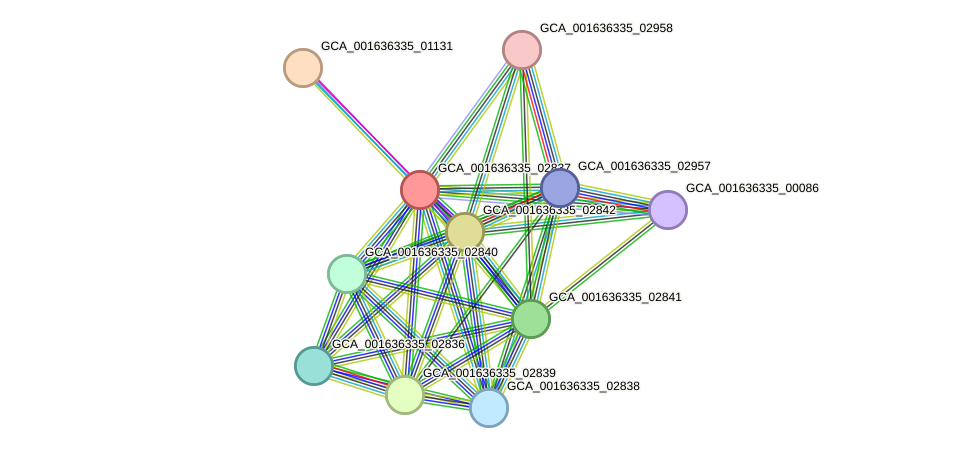 STRING protein interaction network