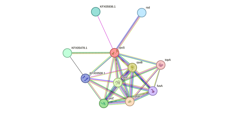 STRING protein interaction network