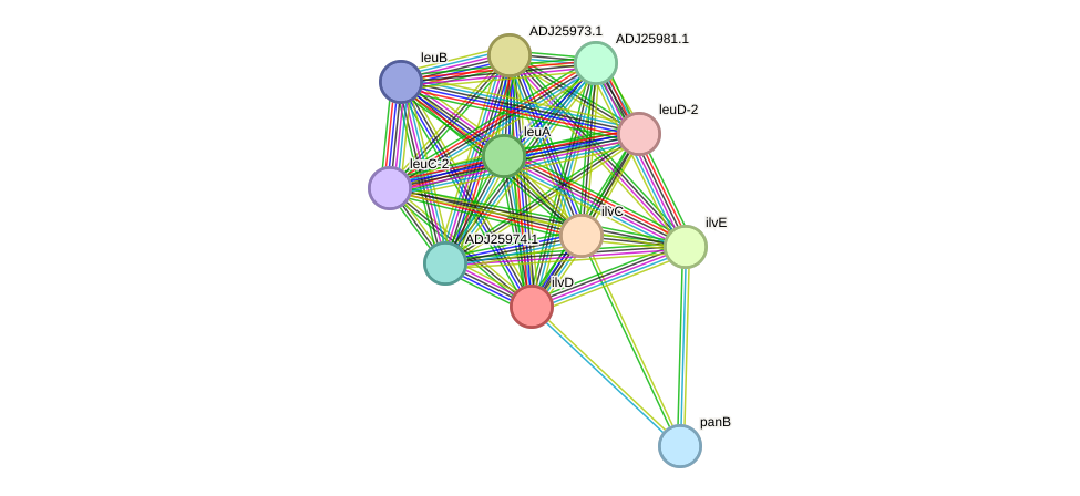 STRING protein interaction network