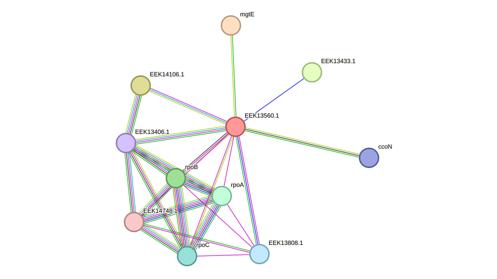 STRING protein interaction network