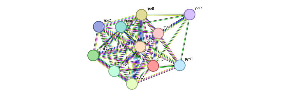 STRING protein interaction network