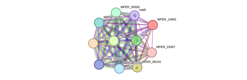 STRING protein interaction network