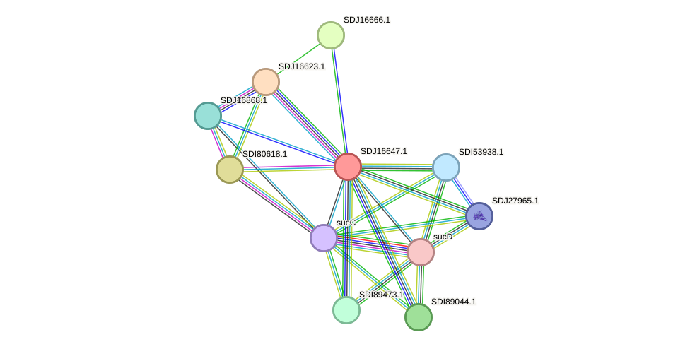 STRING protein interaction network