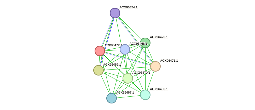 STRING protein interaction network