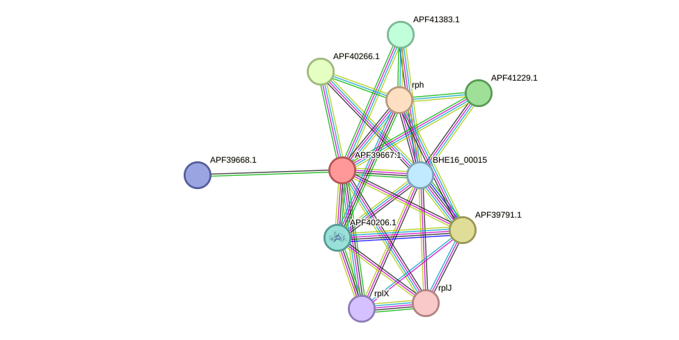 STRING protein interaction network