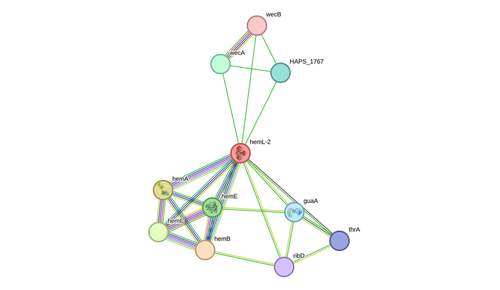 STRING protein interaction network