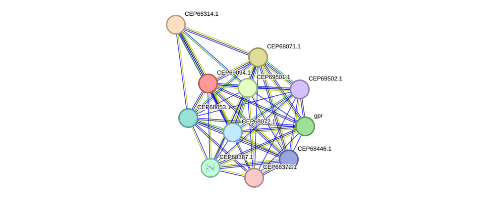 STRING protein interaction network