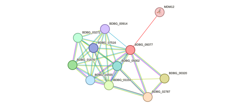 STRING protein interaction network