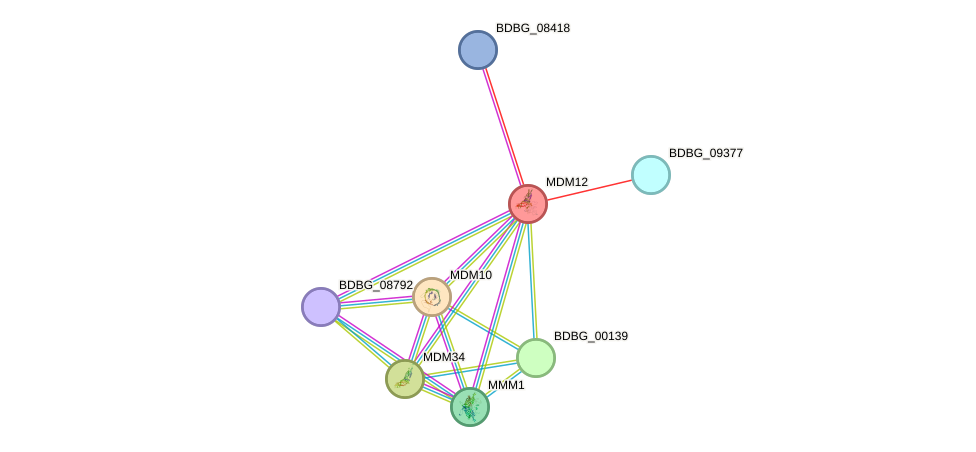 STRING protein interaction network