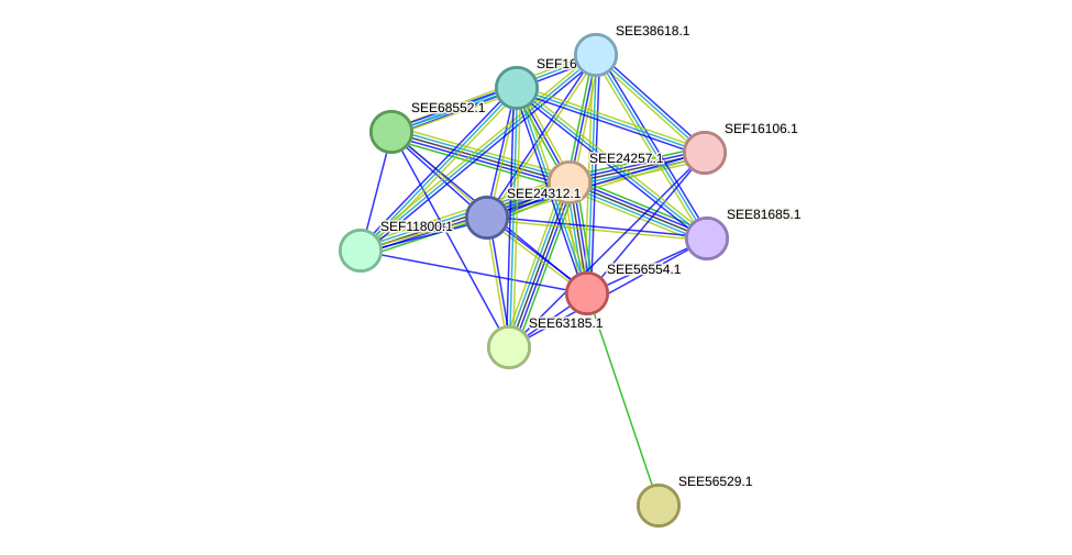 STRING protein interaction network