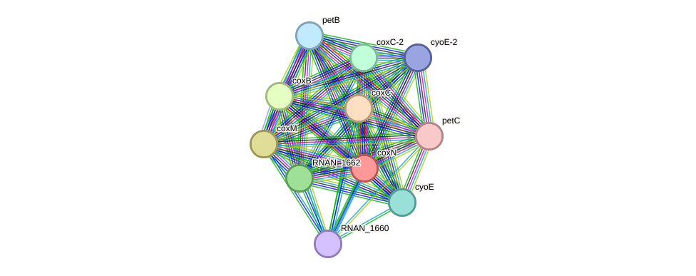 STRING protein interaction network