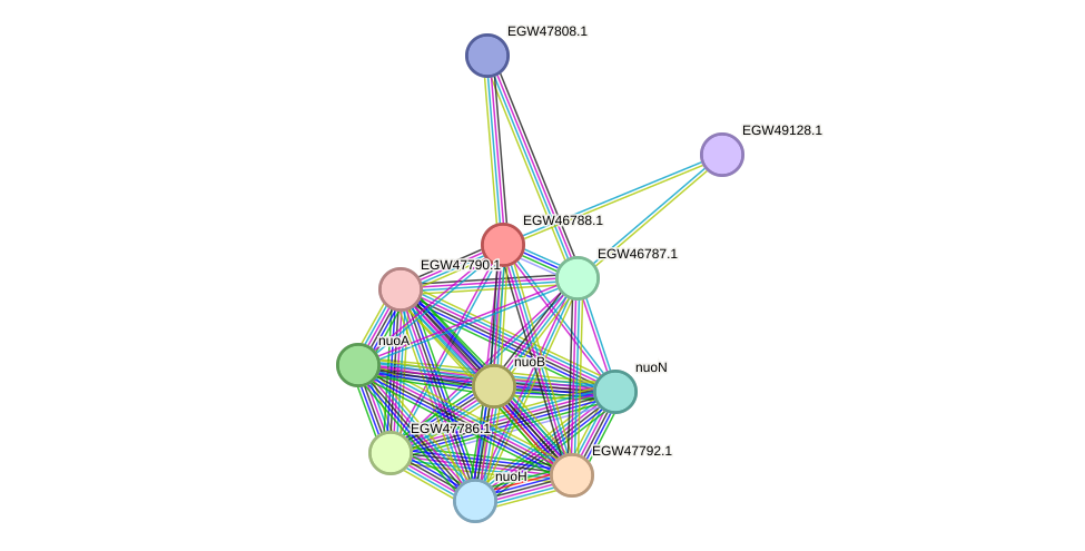 STRING protein interaction network