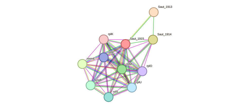 STRING protein interaction network