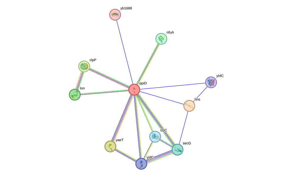 STRING protein interaction network