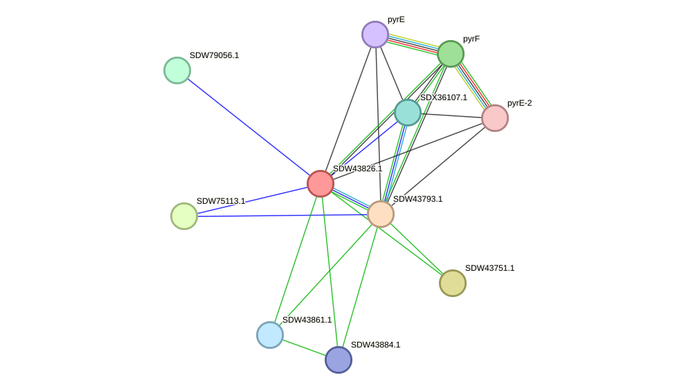 STRING protein interaction network