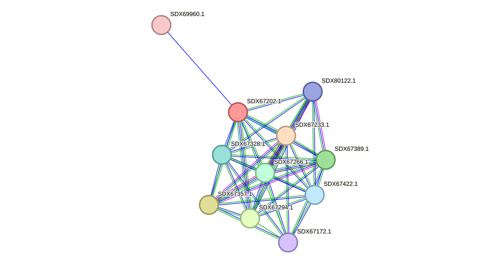 STRING protein interaction network