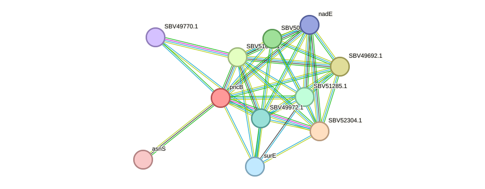 STRING protein interaction network