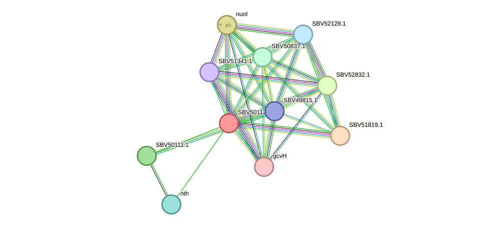 STRING protein interaction network