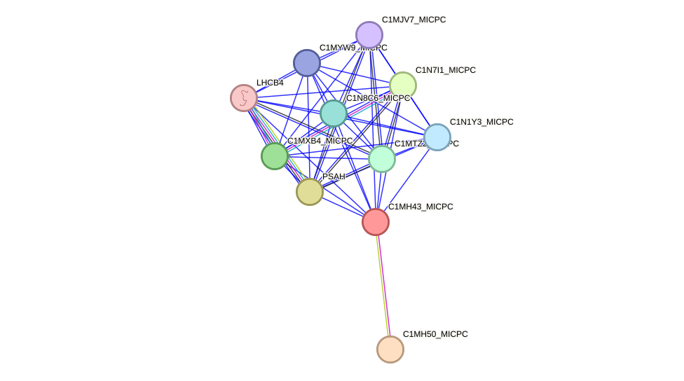 STRING protein interaction network