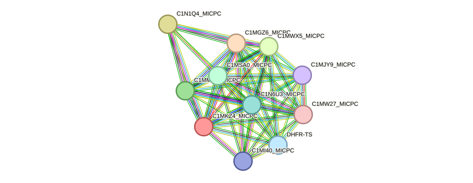 STRING protein interaction network