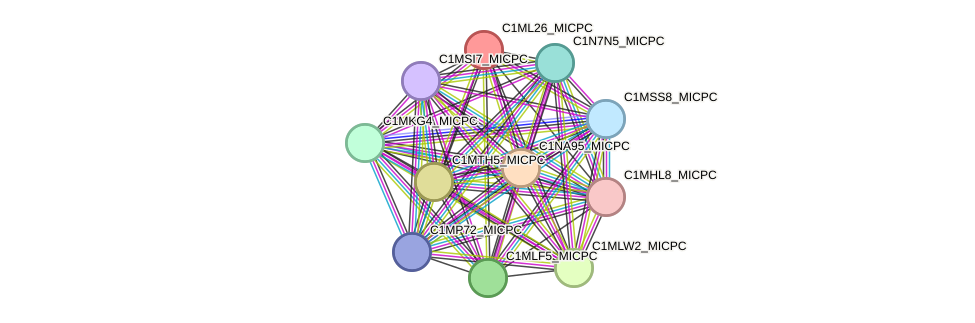 STRING protein interaction network