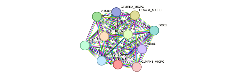 STRING protein interaction network