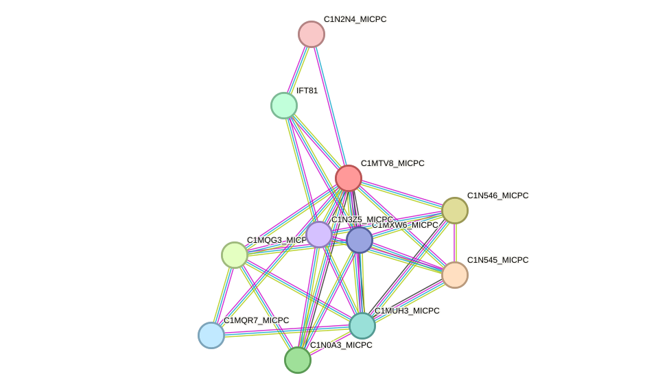 STRING protein interaction network