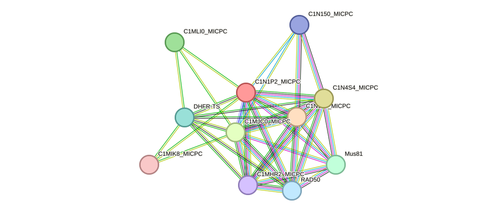 STRING protein interaction network