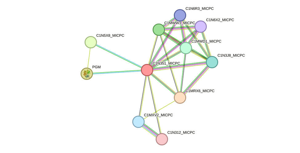 STRING protein interaction network