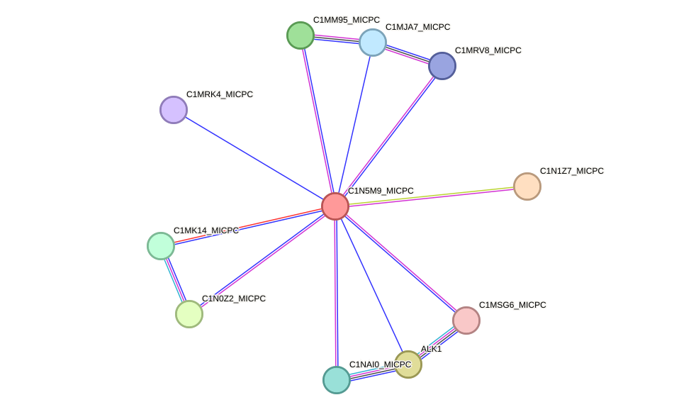 STRING protein interaction network