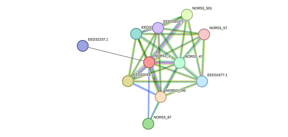 STRING protein interaction network