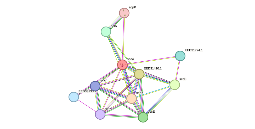 STRING protein interaction network