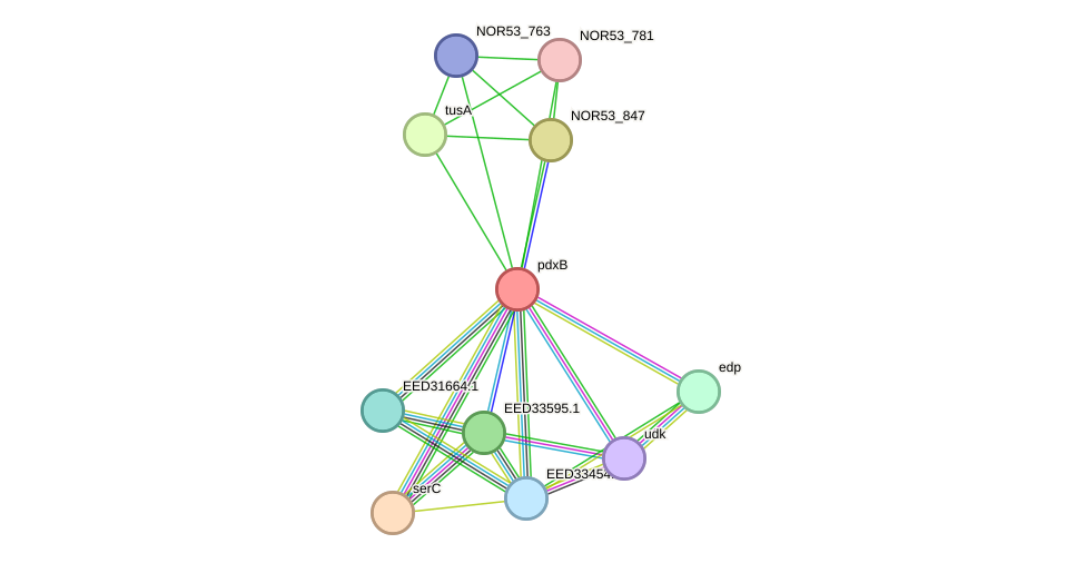 STRING protein interaction network