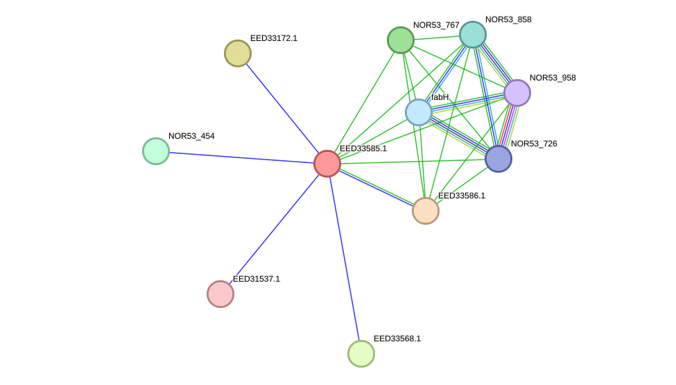 STRING protein interaction network