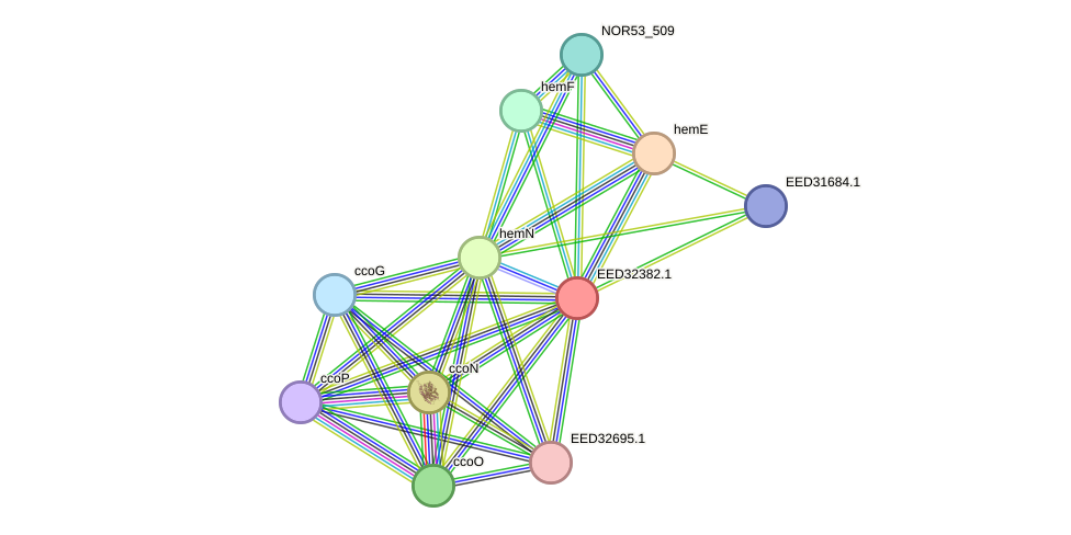 STRING protein interaction network