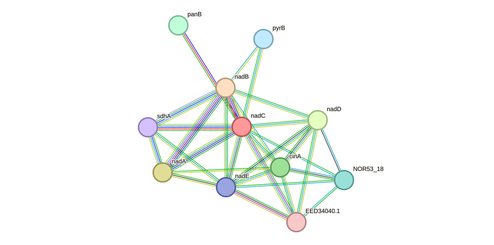 STRING protein interaction network