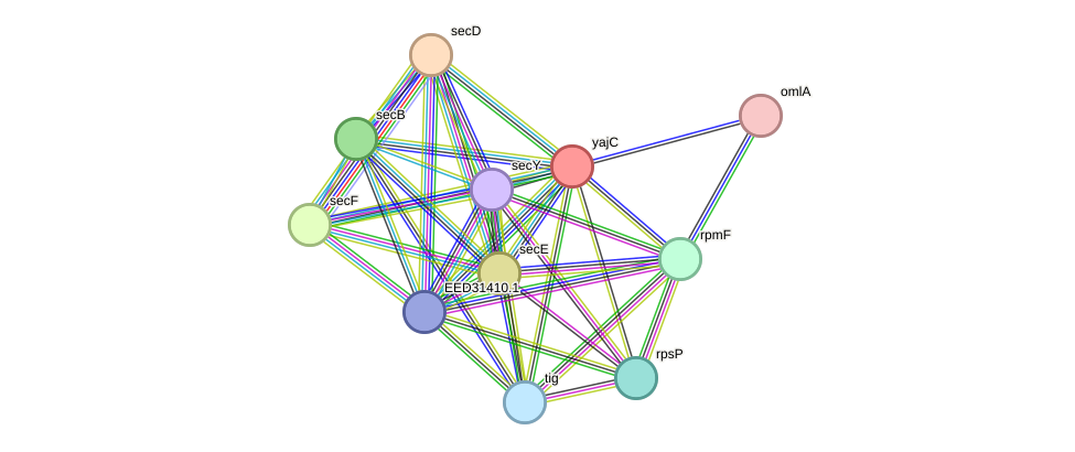 STRING protein interaction network